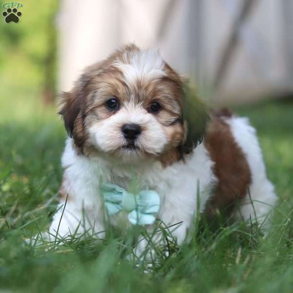 Mateo, Shih-Poo Puppy